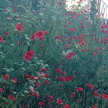 Casa Mura Două Mai